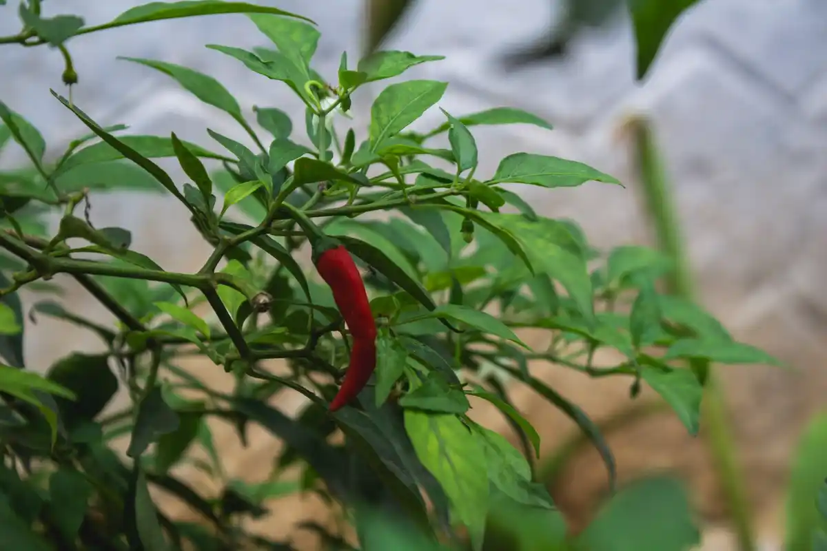 Dutch garden paprika plant growing