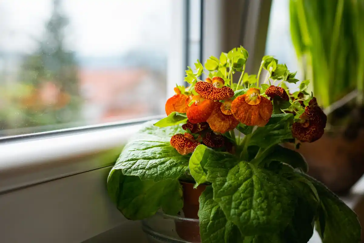 Growing bell peppers on Dutch balcony in small pots