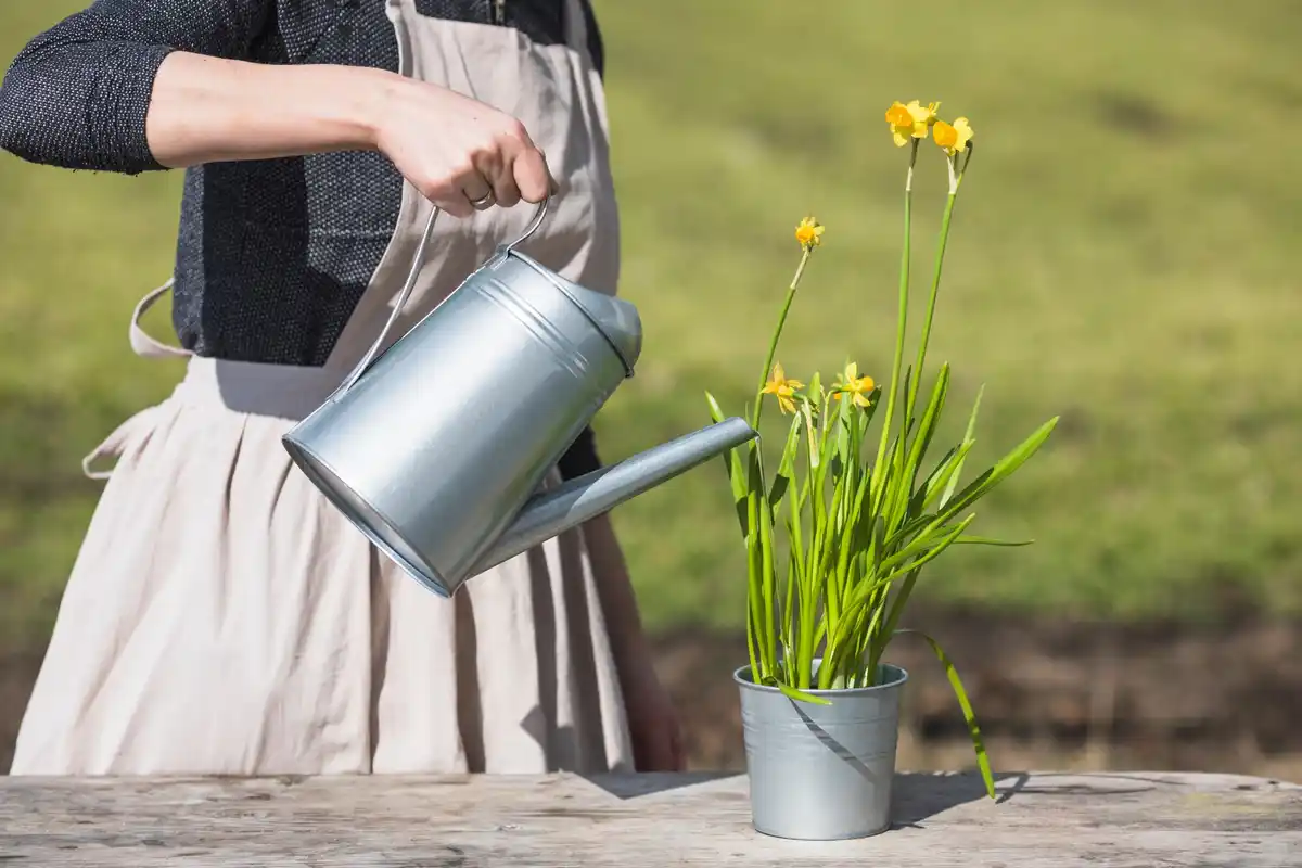 sustainable Dutch garden with rain barrel and native plants 2024
