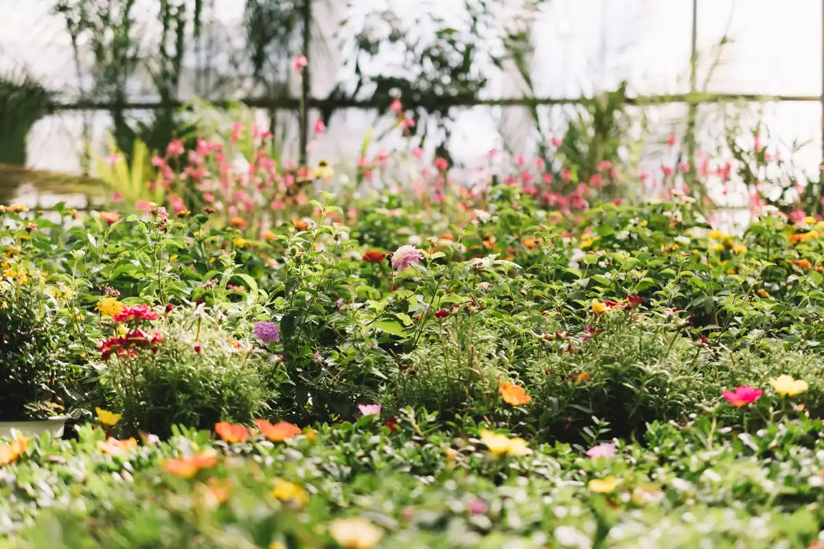 Dutch garden plants native climate hardy