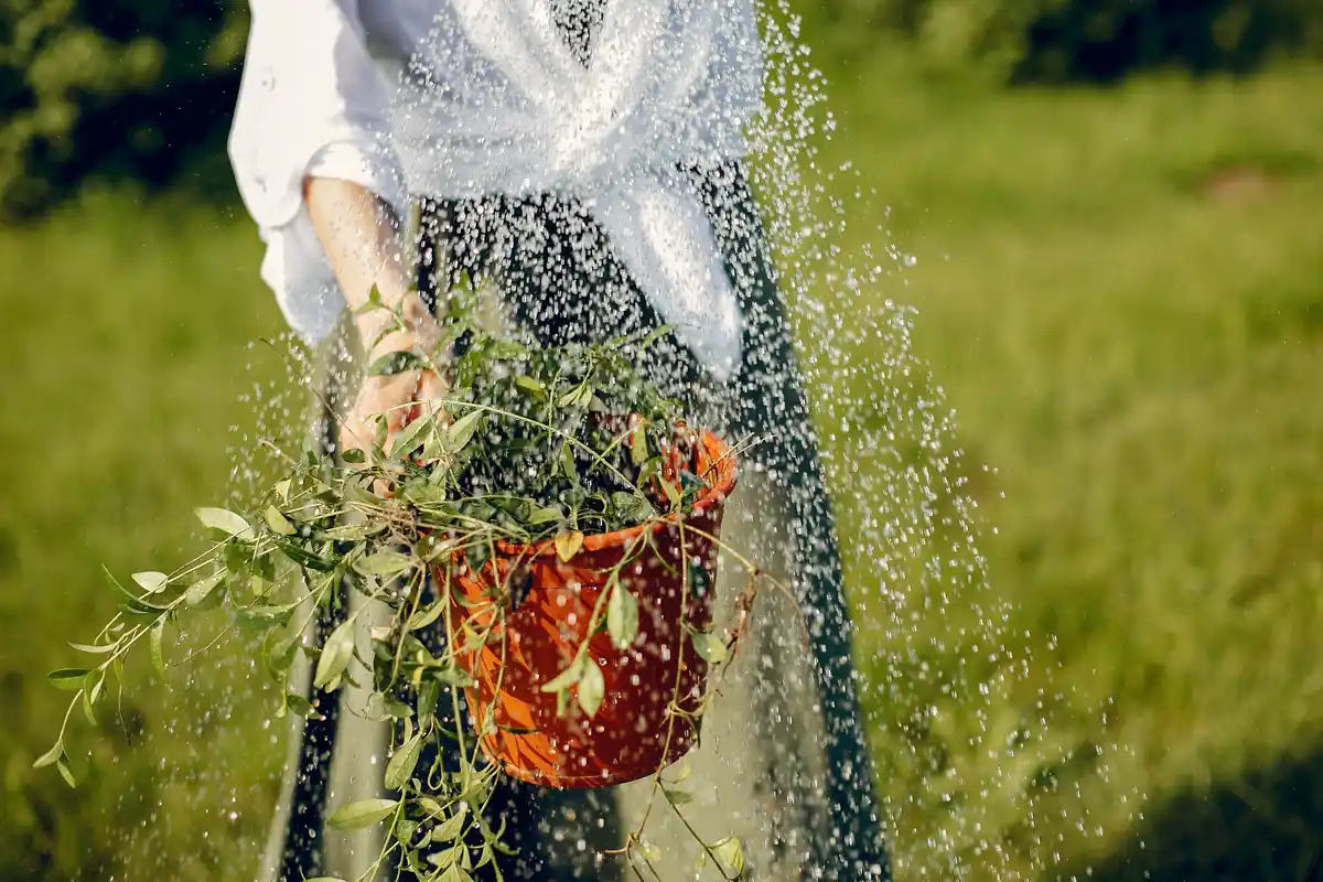 Watering garden rain barrel Netherlands sustainable