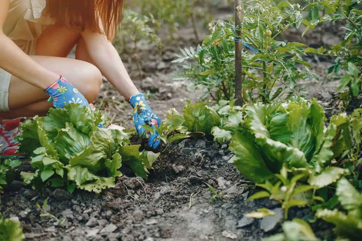 organic fertilizer vegetable garden