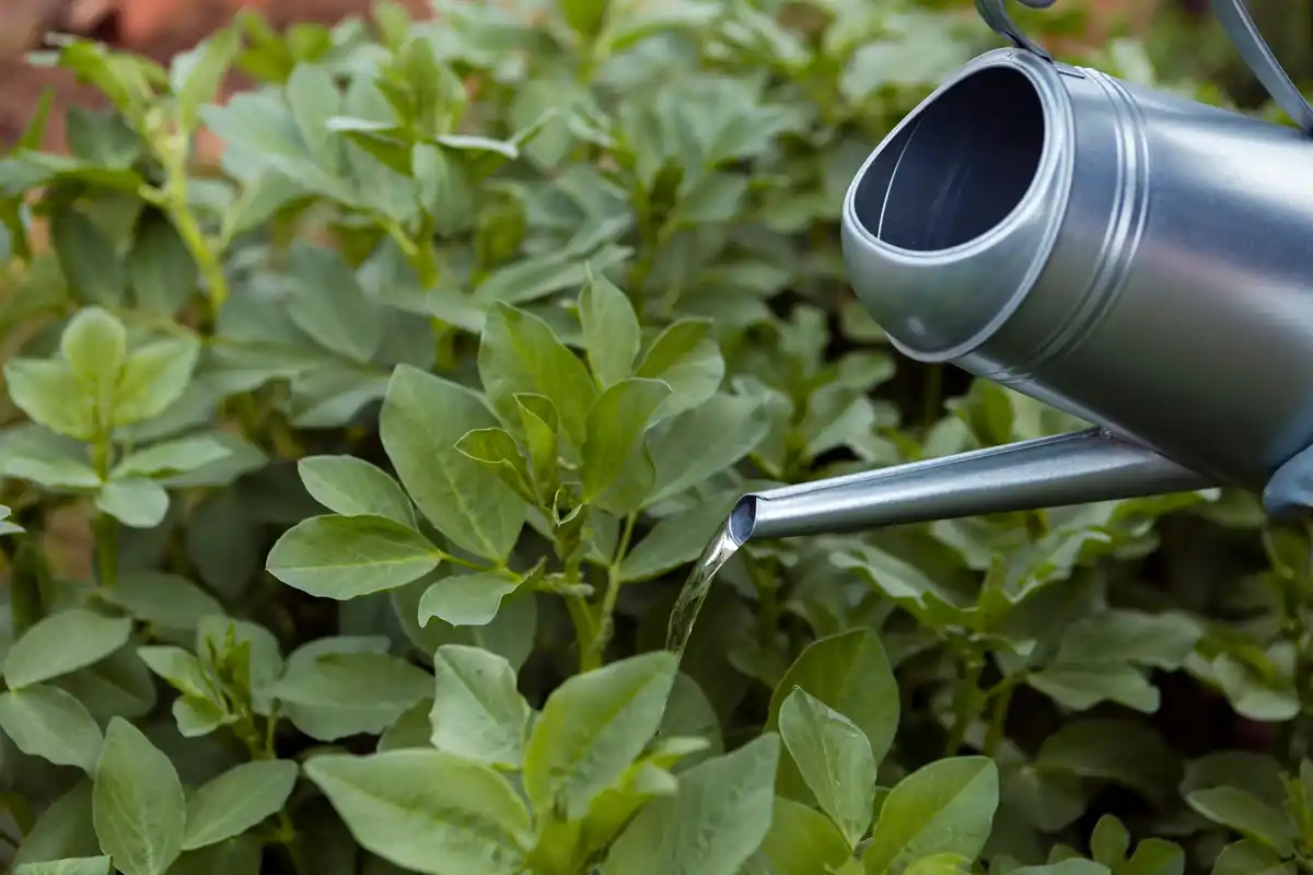 watering vegetable garden early morning