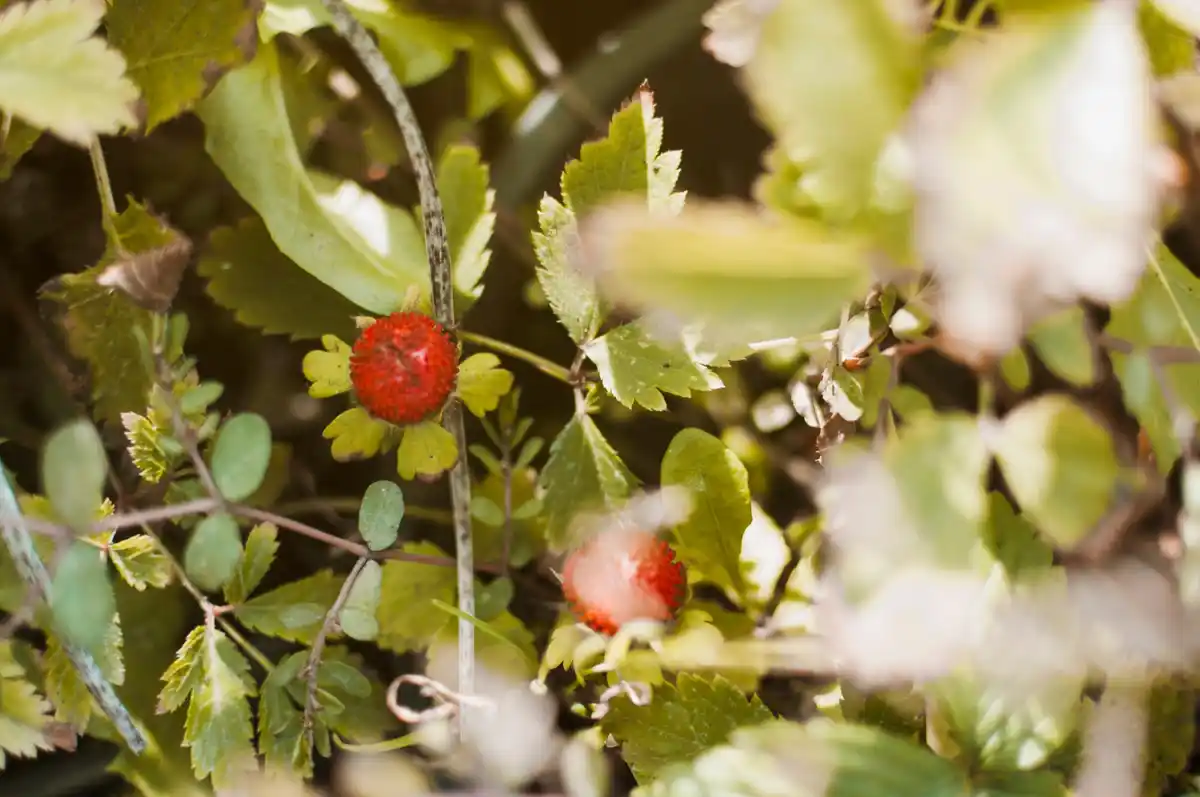 Ontdek het geheim van een altijd perfecte tuin, ook bij droogte