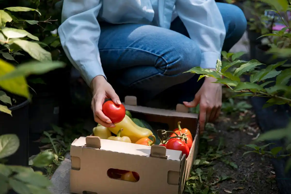 abundant home vegetable garden harvest netherlands