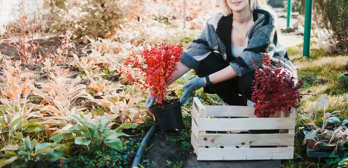 home vegetable garden harvest
