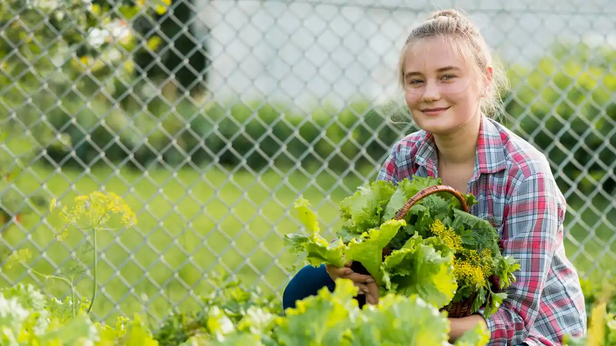 fresh home garden vegetables in netherlands