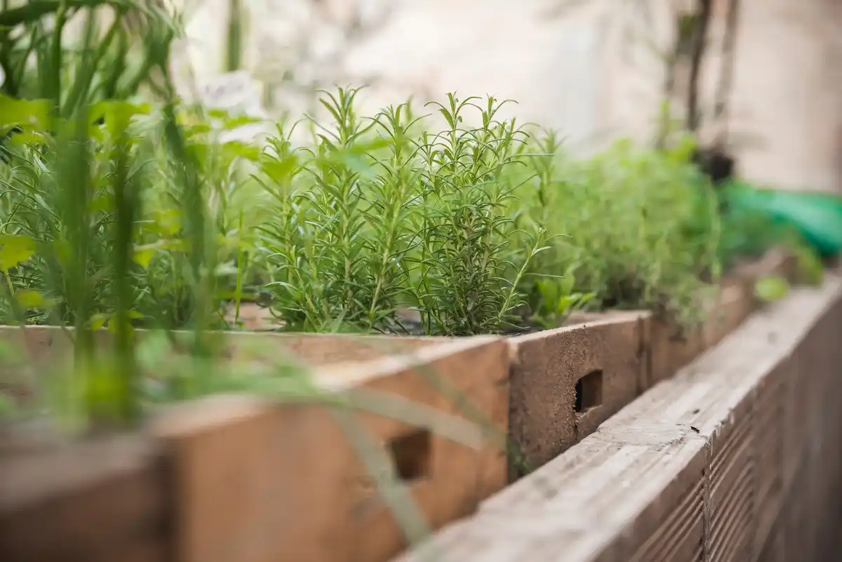 easy vegetable garden plants backyard sunny day