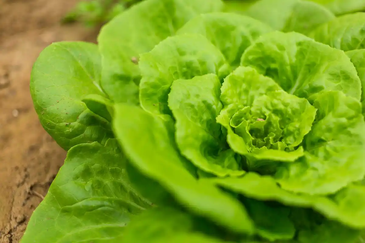 lettuce growing in garden bed