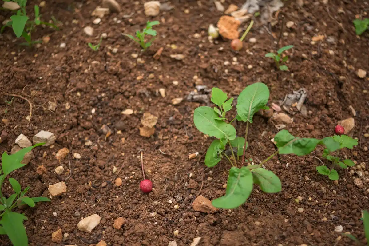 fresh carrots in garden soil