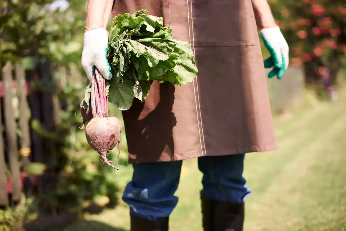 organic vegetable garden preparation sunny day
