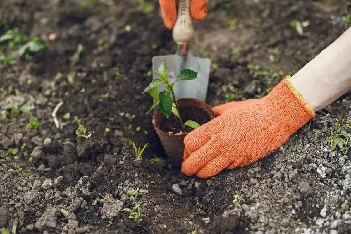 organic vegetable garden soil preparation