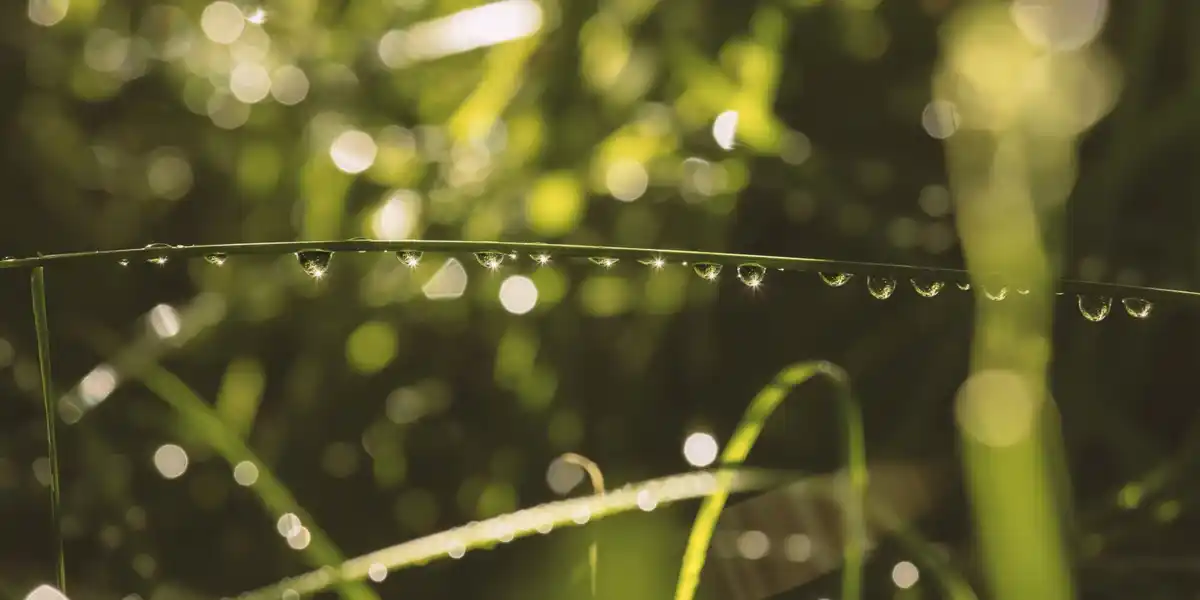 watering vegetable garden morning dew