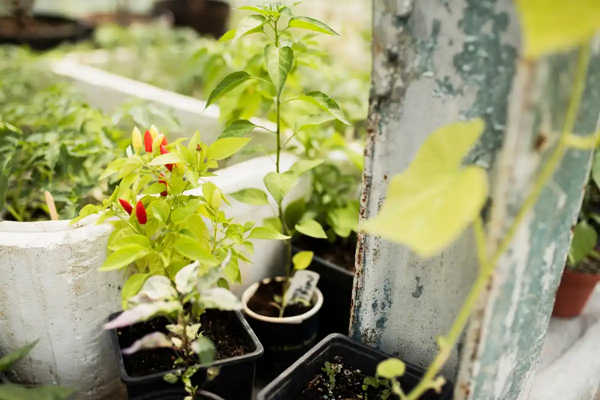 small urban vegetable garden with raised beds
