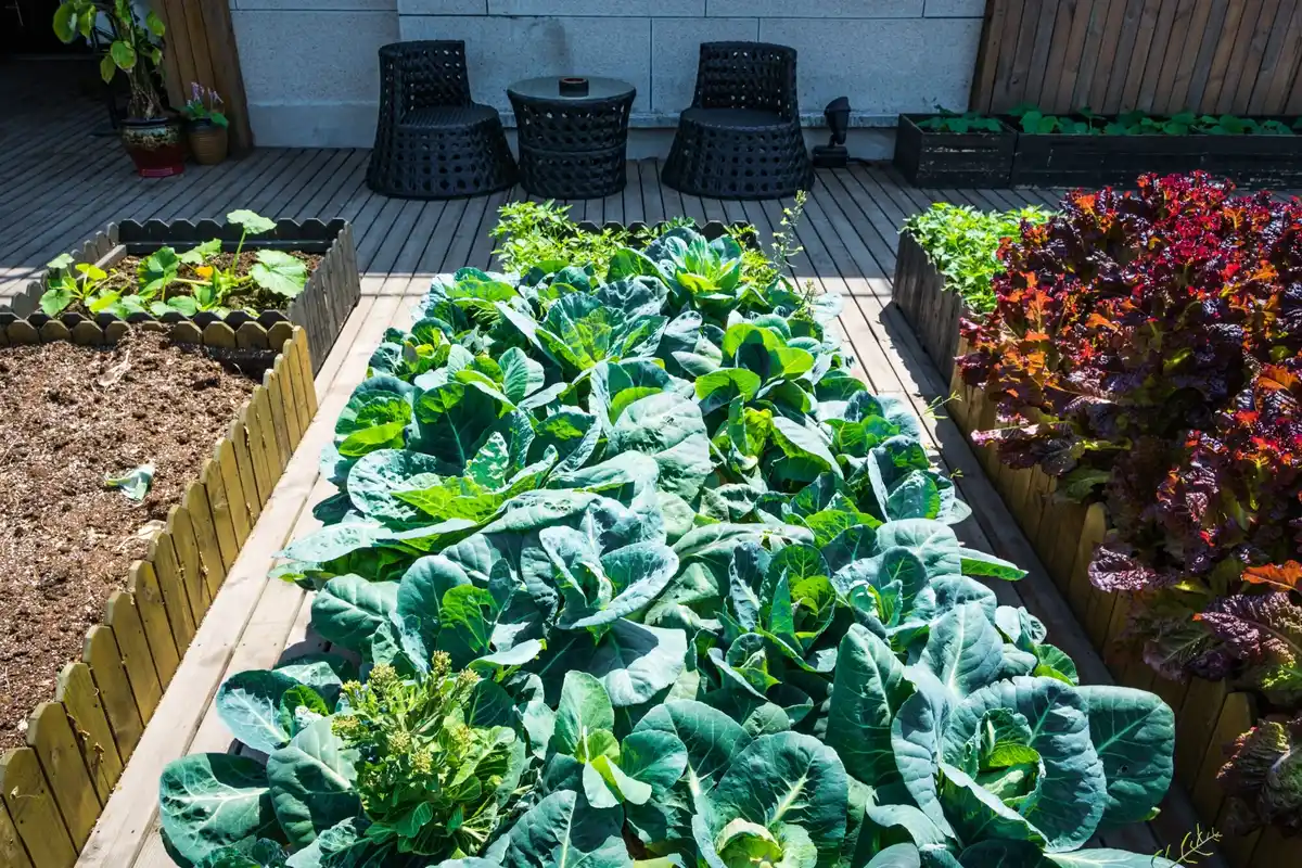 Raised garden beds with vegetables and compost in Dutch garden