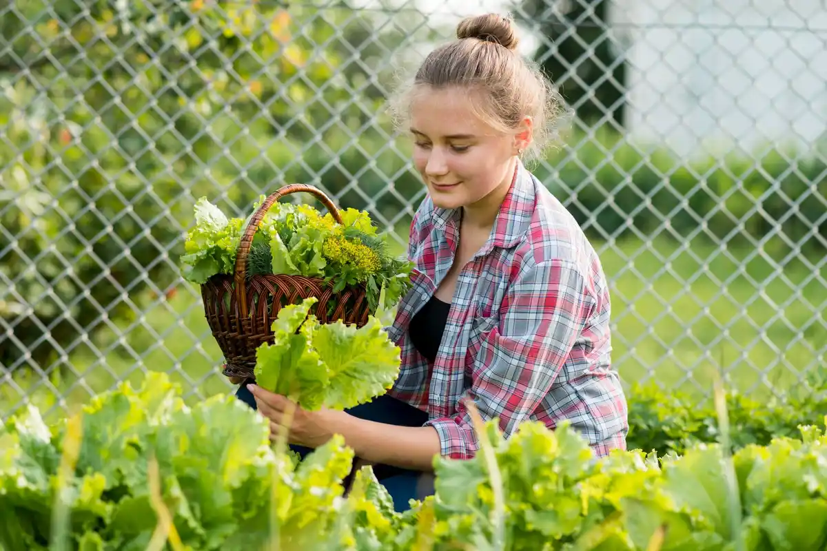 healthy vegetable garden Netherlands crop rotation