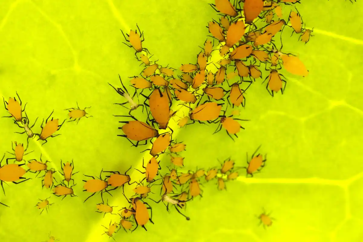 garden pests infestation plants