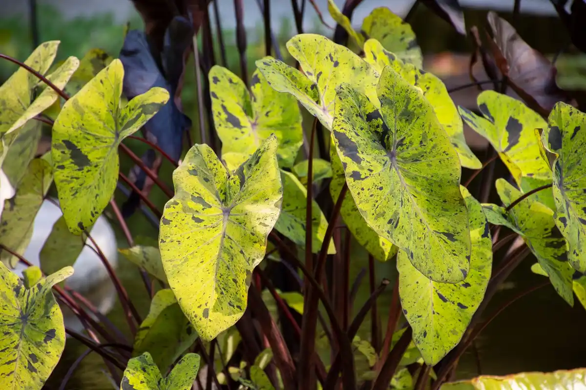 garden pest infestation plants