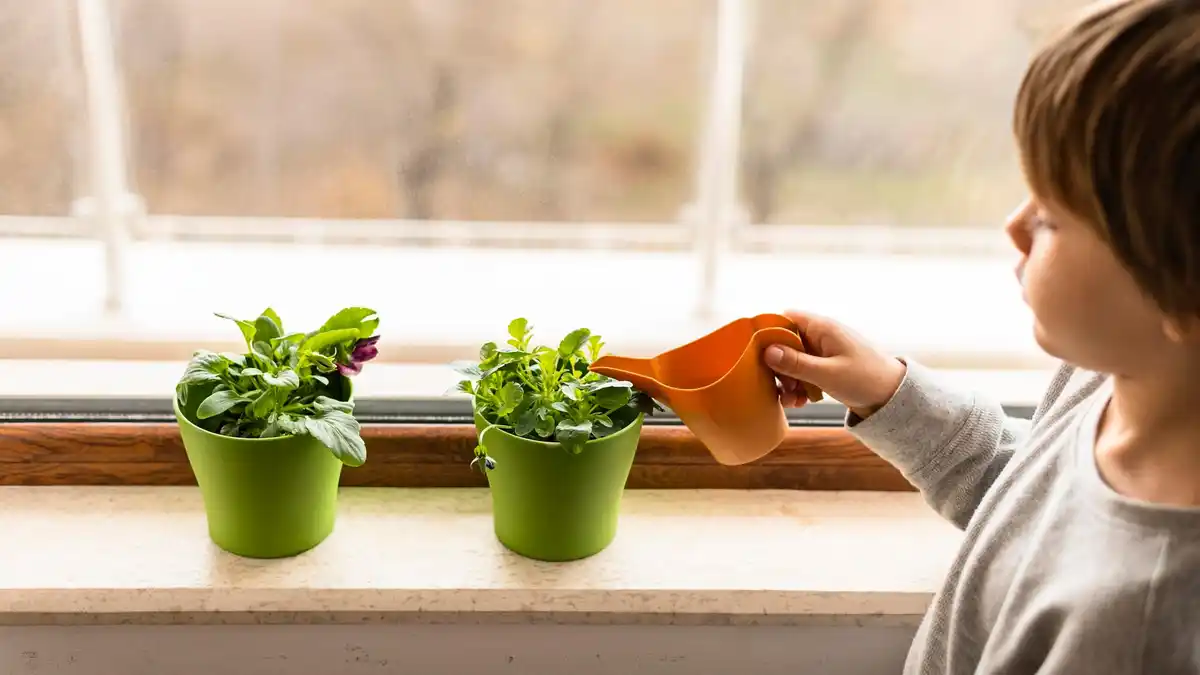 homegrown fresh vegetables garden urban balcony planting
