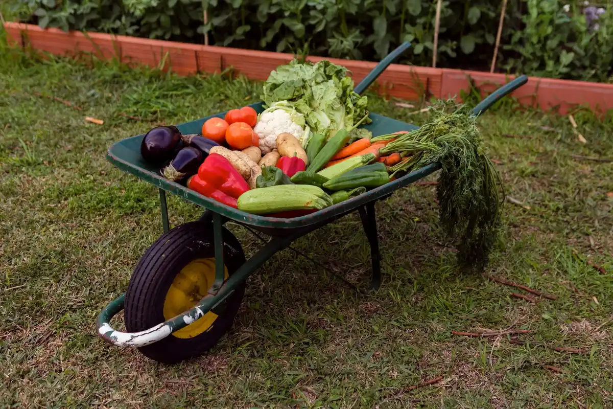 homegrown fresh vegetables garden