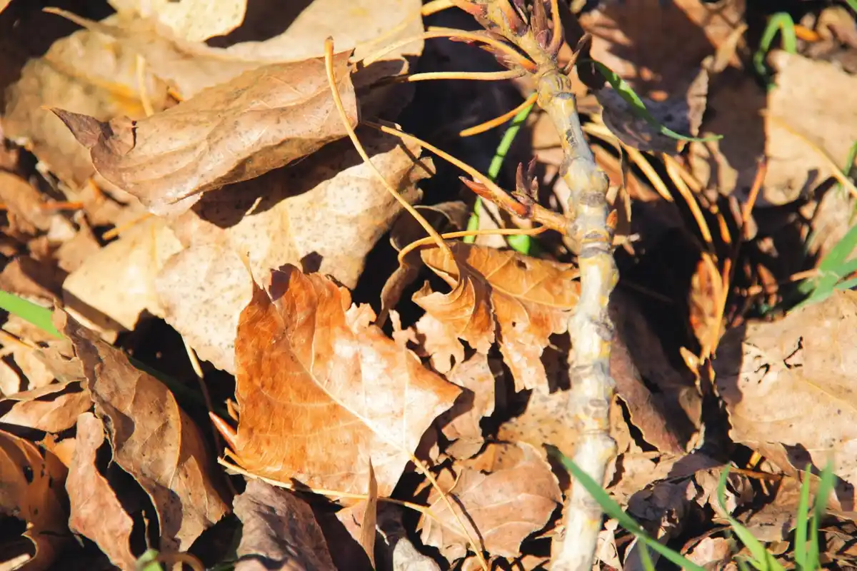 Wat te doen tegen slakken die je tuin in Nederland verwoesten?
