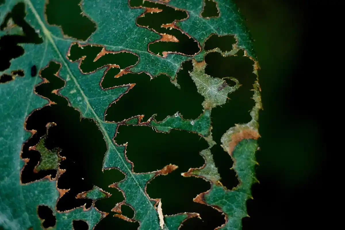 plant disease leaf discoloration