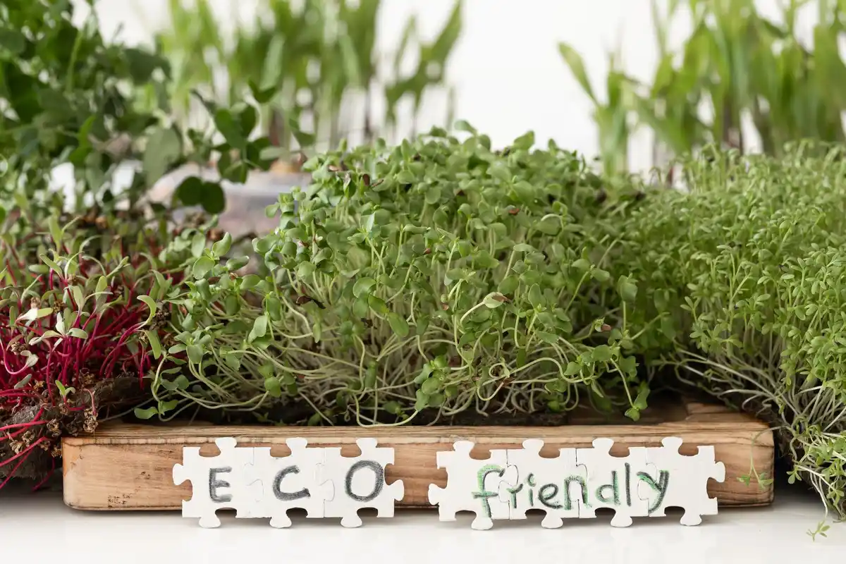 healthy vs diseased garden plants comparison