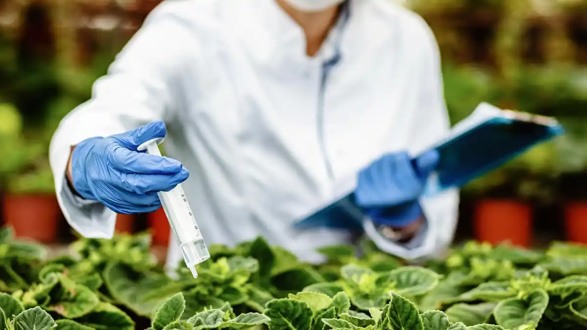organic vegetable garden pest control natural methods