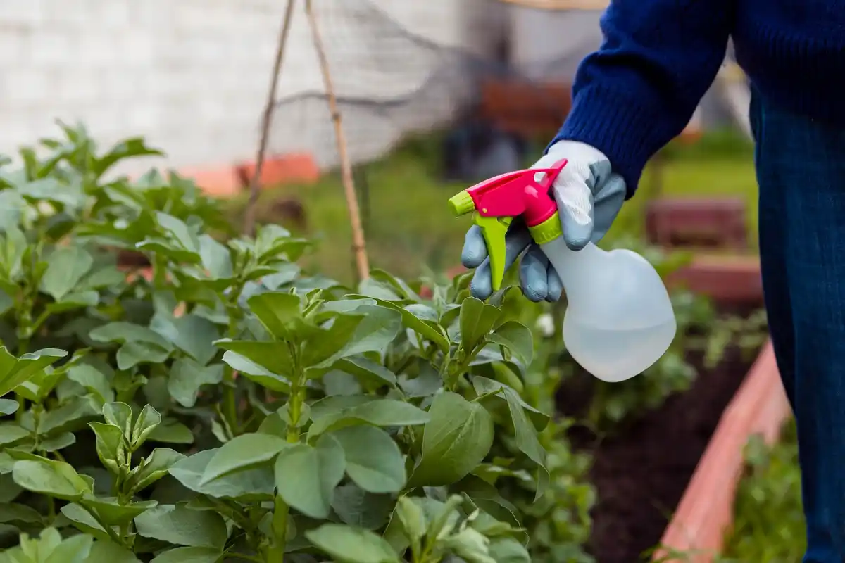 home vegetable garden pest inspection and removal