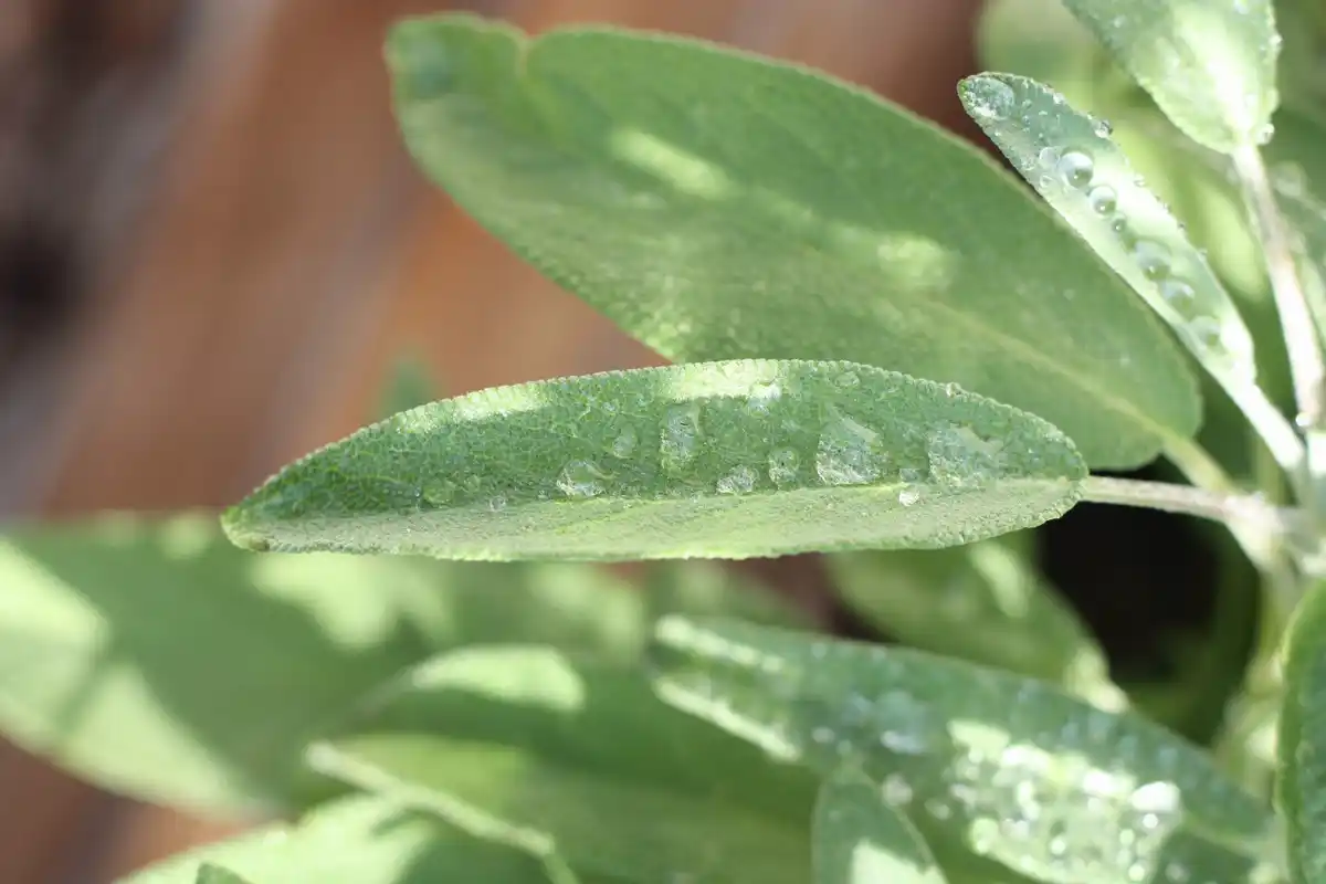 black spots on plant leaves close up