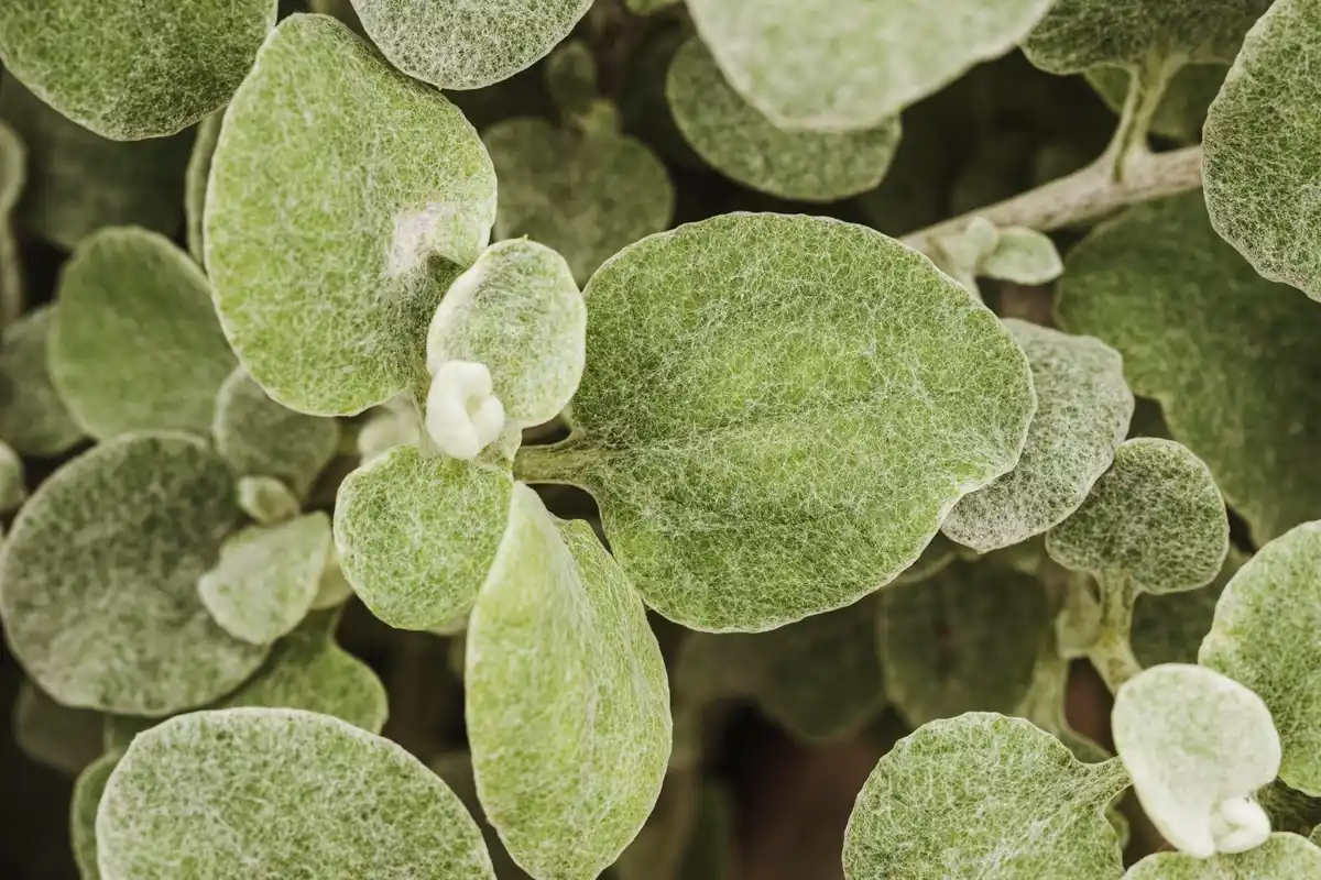 plant leaf with black spots disease close-up