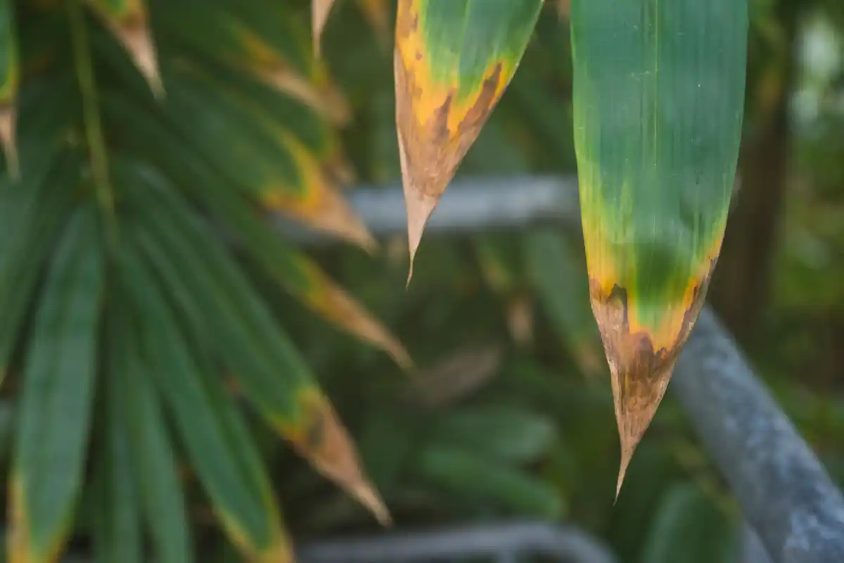 sick houseplant yellow leaves closeup