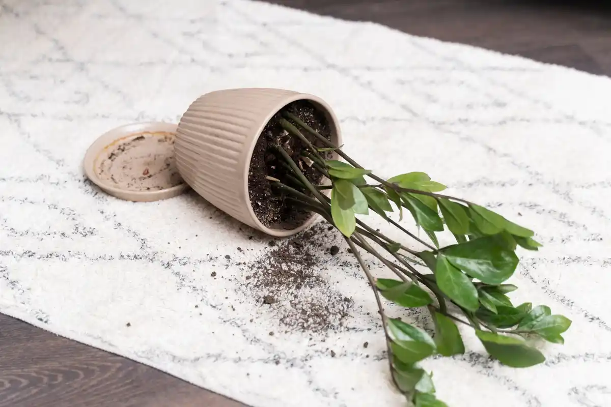 indoor plants near radiator with dry leaves