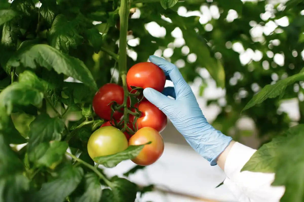 plant disease on tomato leaves