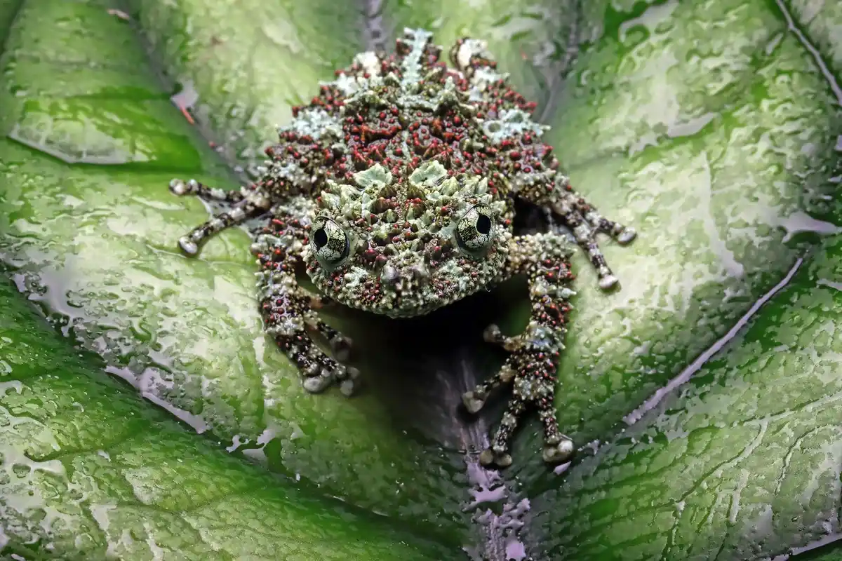 close-up of spider mites on leaf