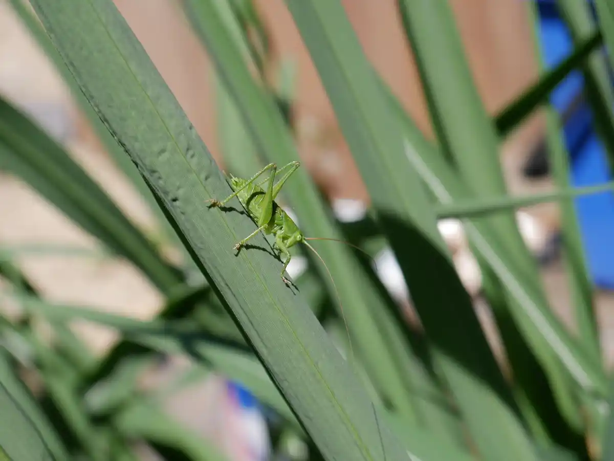 green aphids on plant leaves