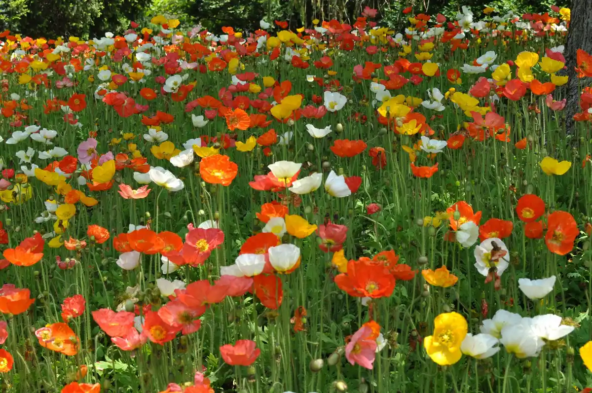 garden with mixed colorful flowers but busy design