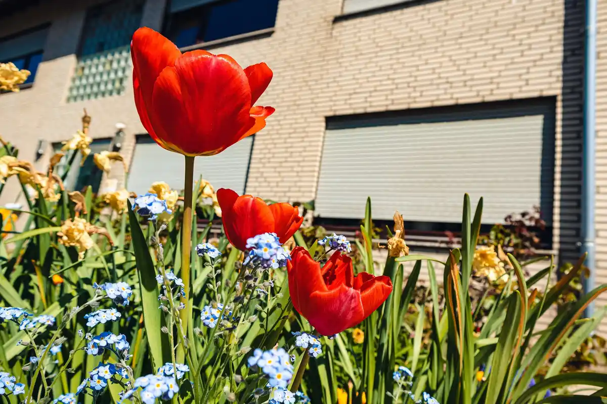 sustainable beautiful garden netherlands