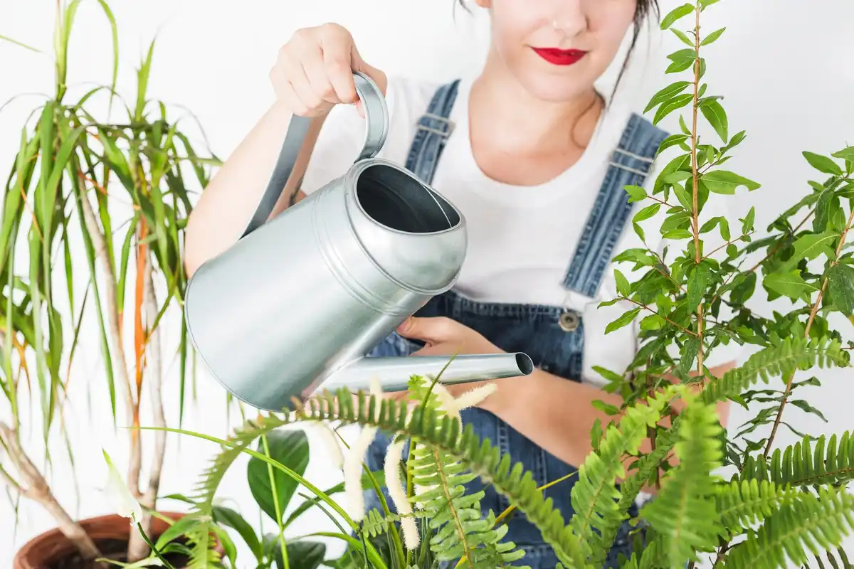 overwatered and underwatered houseplants