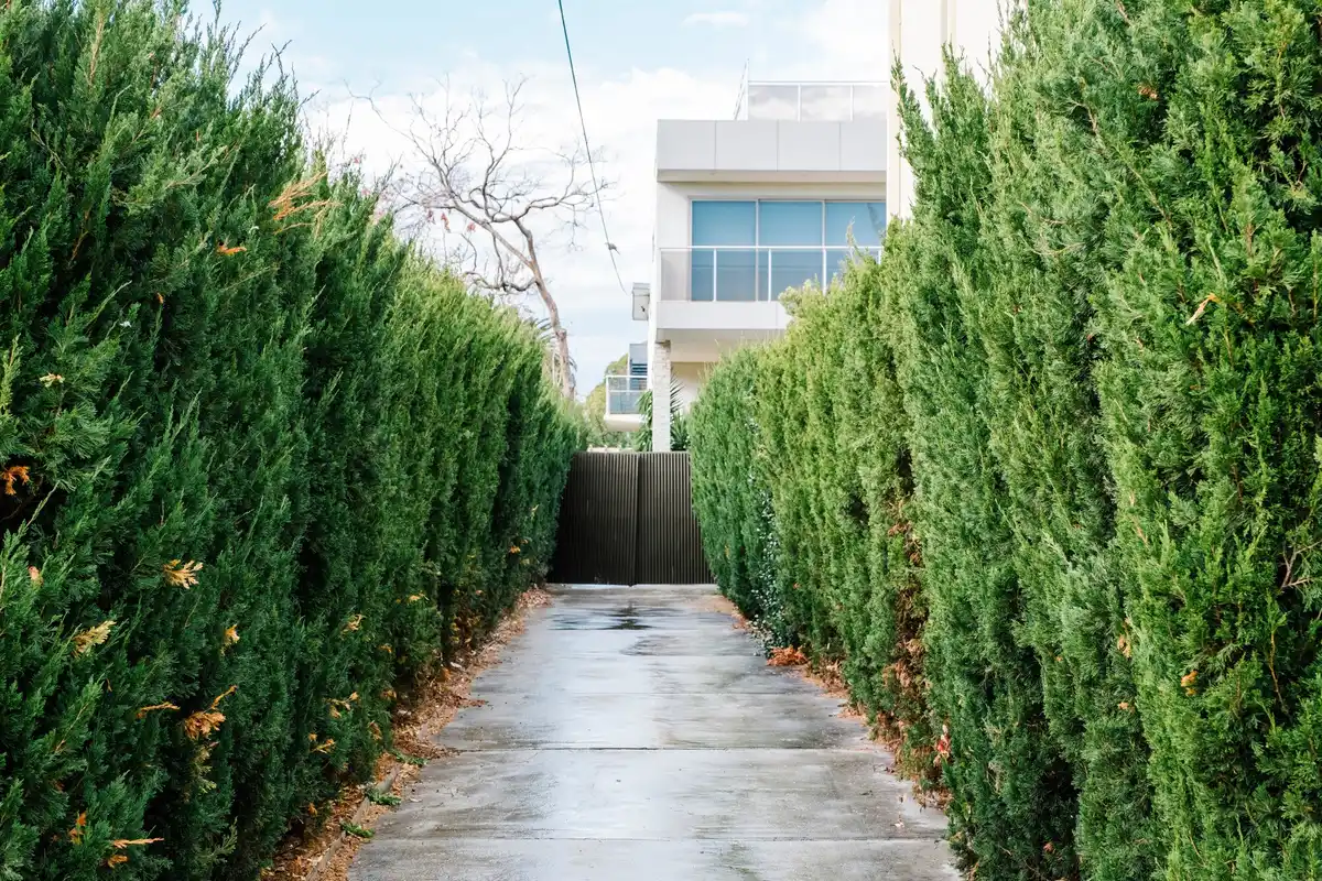 vertical garden small urban backyard